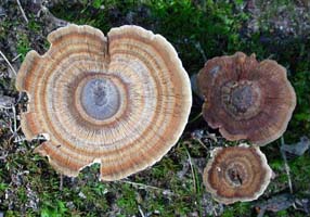 This Fairy Stool has quite an intricate zonate pattern of colors. 